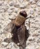 Pollenia sp.